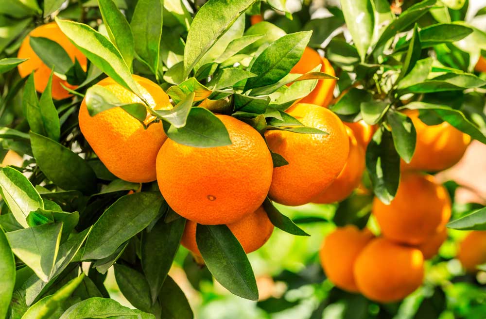 Är C-vitamin i brustabletter lika bra som från mat? Är C-vitamin i brustabletter lika bra som från mat?