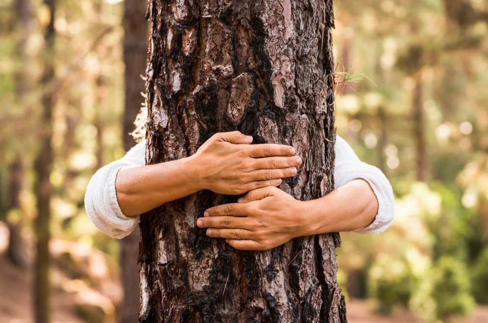 Jordning – guide till grounding, earthing och hälsa Mer energi Krama Stam Natur Skog Earthing