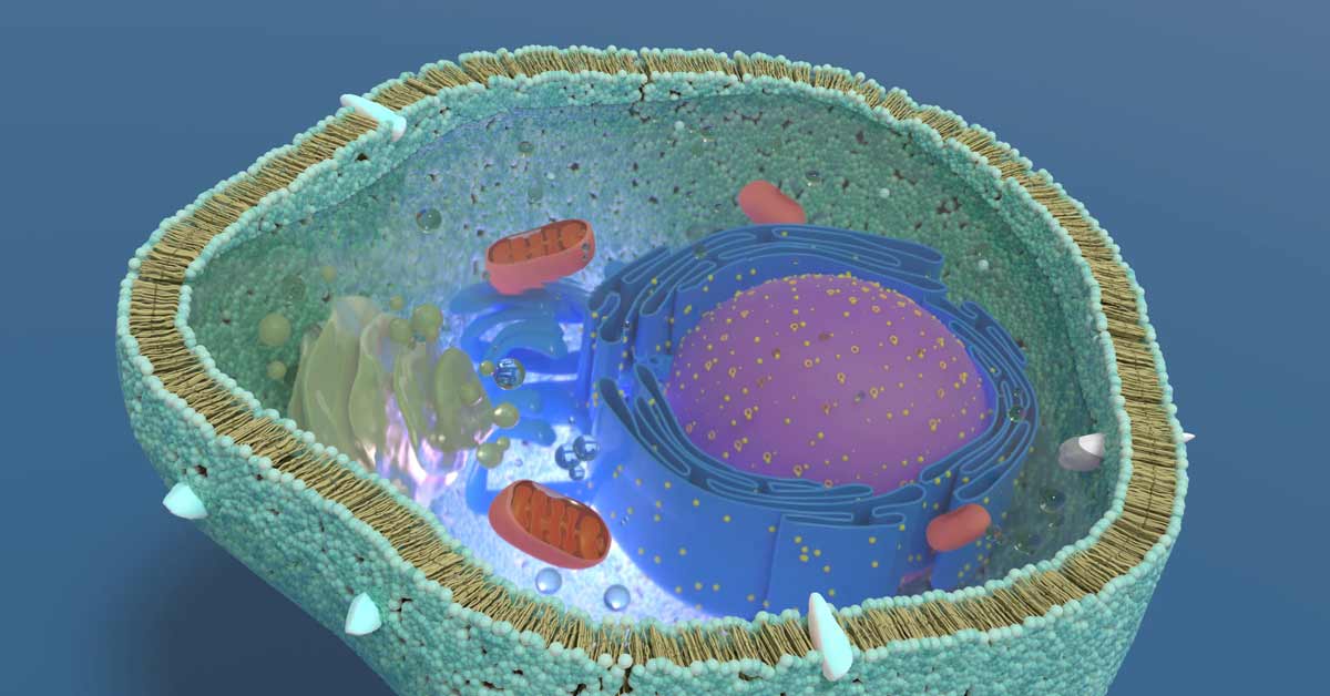 Är salt farligt — eller har du fått fel information? Cell natrium kalium energi pump