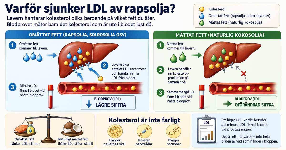 Kolesterol – bra eller dåligt? Svar om LDL, HDL och statiner Kolesterol Rapsolja LDL