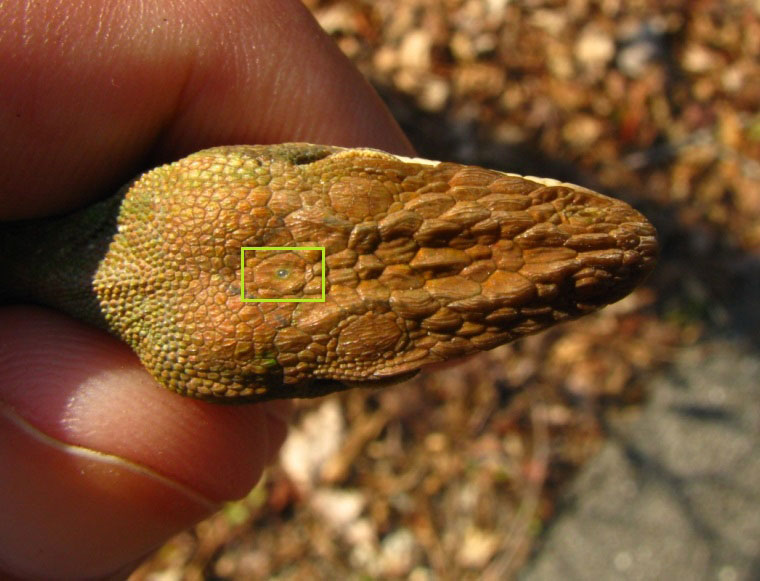 Tredje Ögat Anolis-Carolinensis Ödla Parietalöga