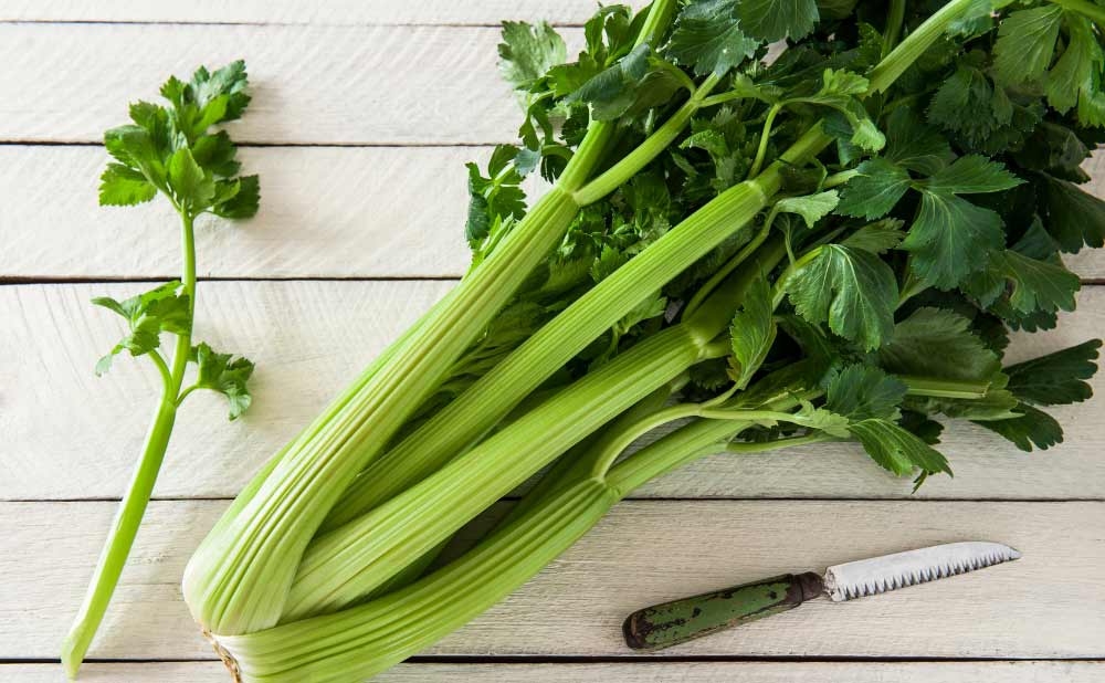 Sellerijuice – Recept, fördelar och vanliga misstag Sellerijuice guide recept riktig selleri näringsvärden