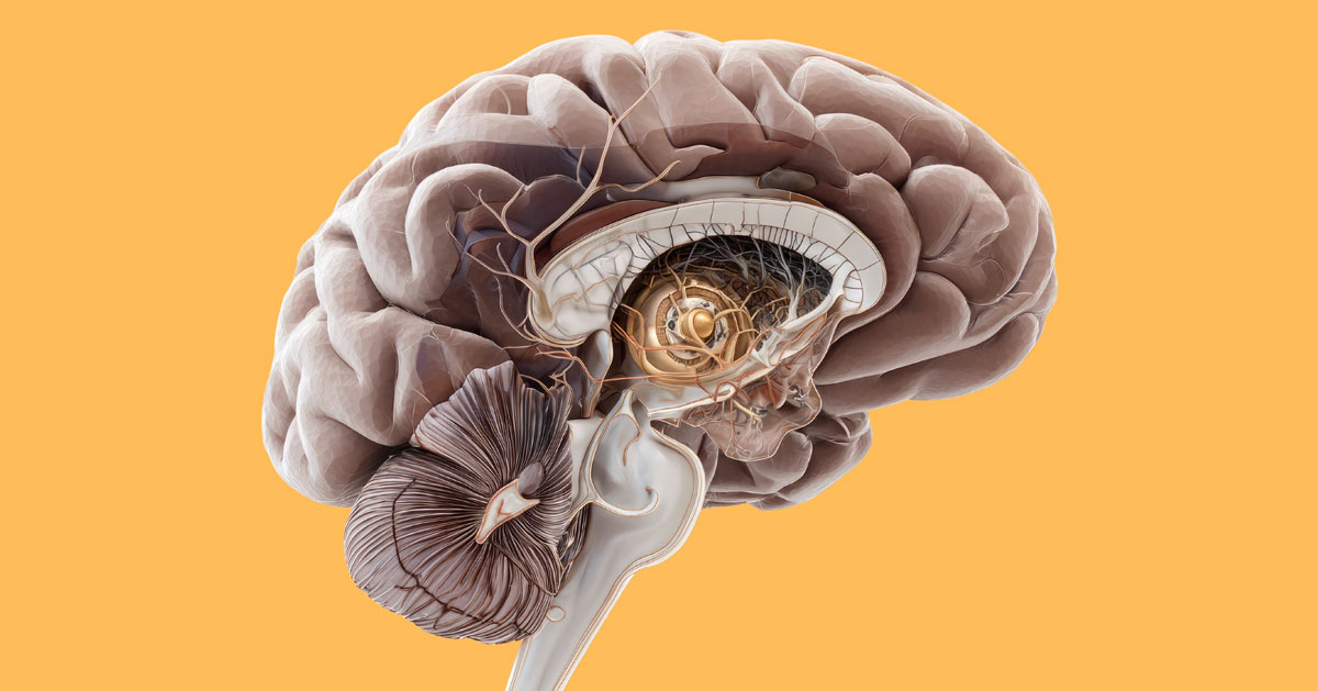 Tallkottkörtel Tredje Ögat Pineal Gland
