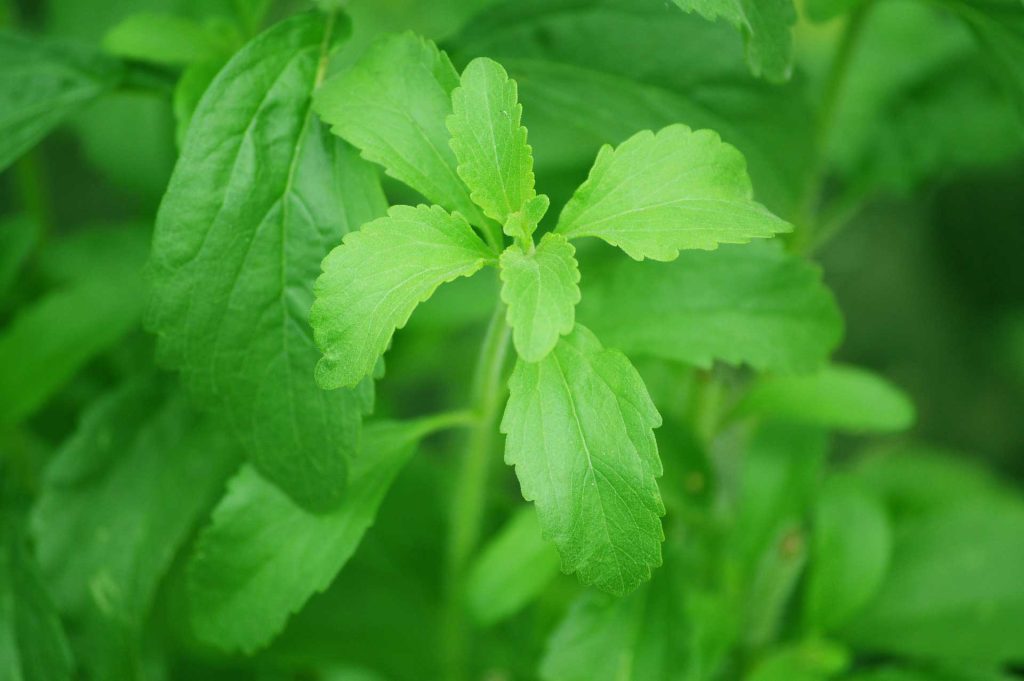 Stevia Steviolglykosider Sötningsmedel